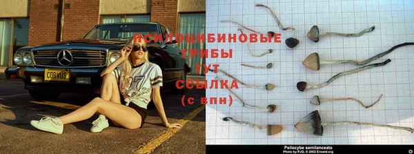 mdpv Богданович